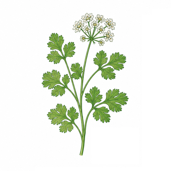 Sprout pencil - Image 11