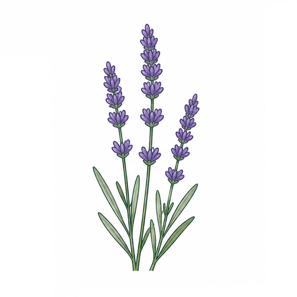 Herbs in bucket - Image 15