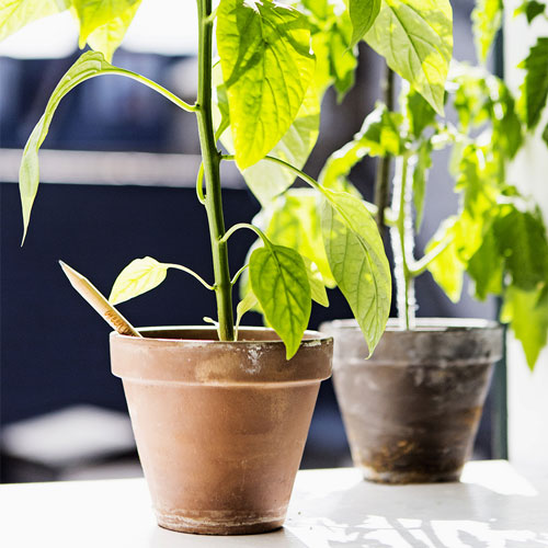 Sprout pencil with seeds - Image 6