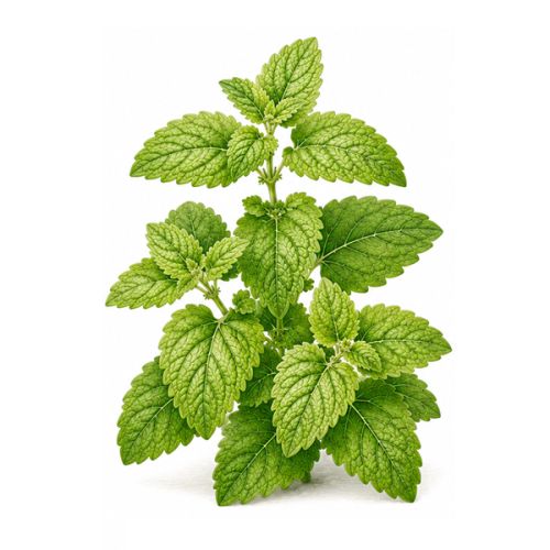 Hanging garden tea - Image 6
