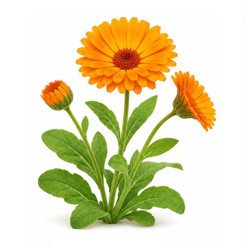 Mini flowerpot with seeds - Image 7