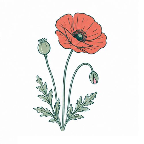 Seed packets tomato fibre 101 x 105 mm - Image 6