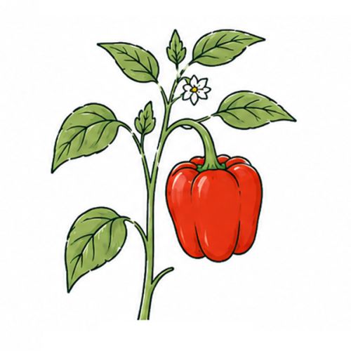 Seed packets tomato fibre 101 x 105 mm - Image 14