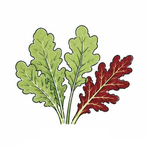 Seed packets tomato fibre 101 x 105 mm - Image 12