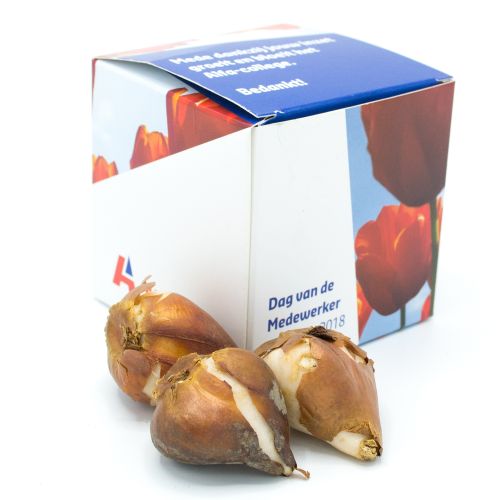 Flower bulb gift - Image 1