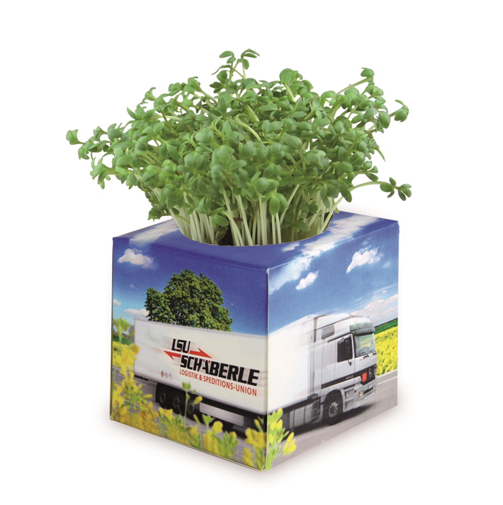 Plant set in box | Eco promotional gift